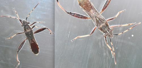 Camptopus lateralis